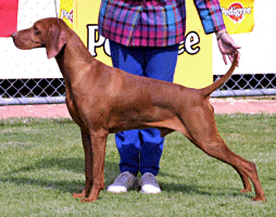 Hubertus vizsla best sale